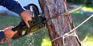 Trusted Lake Hallie, WI Tree Removal and Landscaping Services Experts